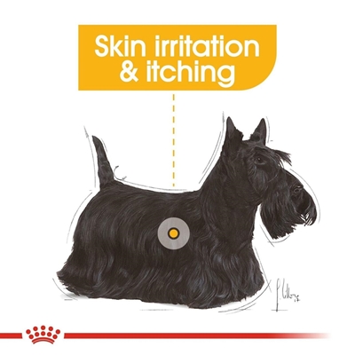 تصویر  غذای خشک مخصوص سگ های بالغ نژاد کوچک Royal Canin مدل DermaComfort مناسب برای مشکلات پوستی (شرکتی) - 3 کیلوگرم